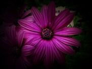 红色野菊花图片