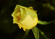 娇艳月季花图片大全