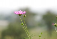 清纯淡雅格桑花图片