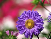 各种颜色的翠菊图片大全