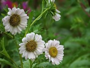 各种颜色的翠菊图片大全