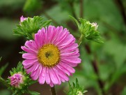 各种颜色的翠菊图片大全