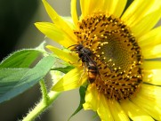 金黄色的向日葵图片大全