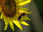 金黄色的向日葵图片大全