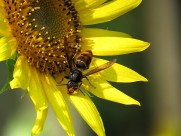 金黄色的向日葵图片大全