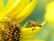 金黄色的向日葵图片大全