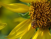 金黄色的向日葵图片大全