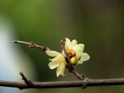 黄色的腊梅花图片大全