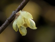 黄色的腊梅花图片大全