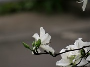 唯美白色紫荆花图片大全