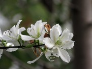 唯美白色紫荆花图片大全