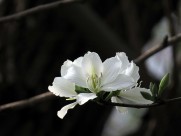 唯美白色紫荆花图片大全