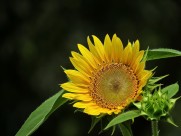 金黄色的向日葵图片