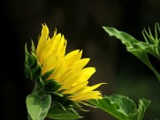 金黄色的向日葵图片