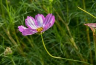 格桑花图片大全