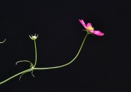 格桑花图片大全