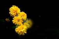 黄色的万寿菊图片