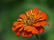 百日草图片大全