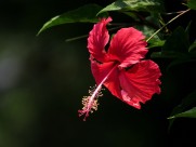 艳丽的扶桑花图片