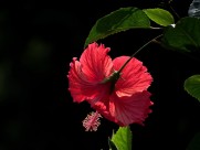 艳丽的扶桑花图片