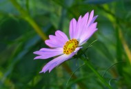 格桑花图片大全