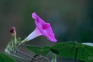 雨天的牵牛花图片