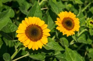 向日葵图片