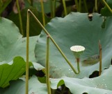 清晨的荷花图片