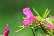 杜鹃花图片