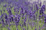 薰衣草图片大全