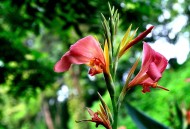 美人蕉图片大全