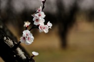 杏花图片