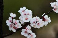 杏花图片