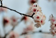 杏花图片
