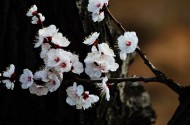 杏花图片