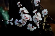 杏花图片