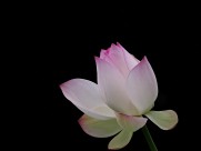 柔美的荷花图片