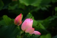 粉嫩荷花图片