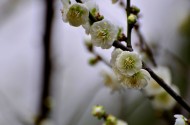 梅花图片