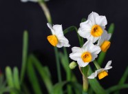 水仙花图片大全