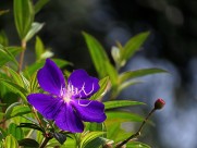 巴西野牡丹图片