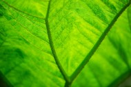 绿色的叶子叶脉图片