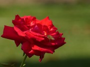 鲜艳红玫瑰图片