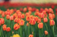 唯美鲜花 郁金香图片
