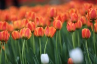 唯美鲜花 郁金香图片
