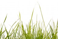 绿色的草图片大全