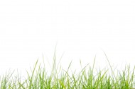 绿色的草图片大全