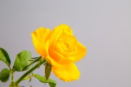 黄色玫瑰花图片