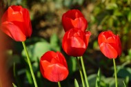 各种颜色的郁金香图片大全