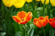 各种颜色的郁金香图片大全